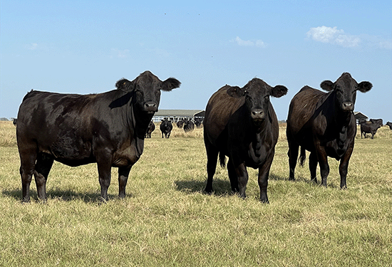 Commercial cattle in pasture
