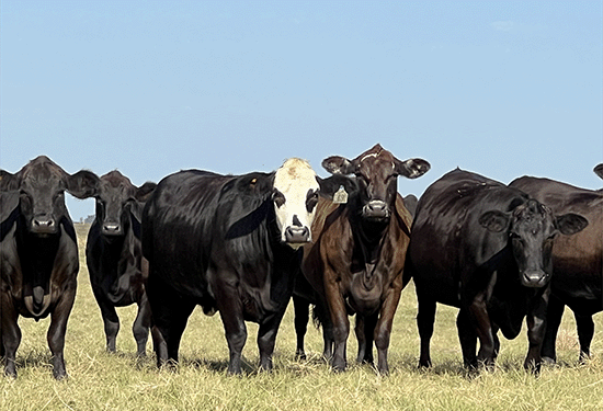 Commercial cattle in pasture